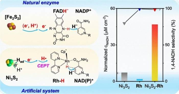 Li Can's team achieves efficient regeneration of bionic coenzymes, helping to bu