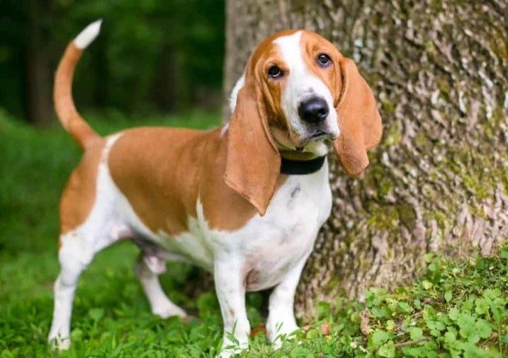 German Shepherd Basset Hound mix