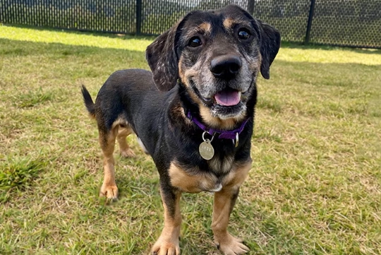 German Shepherd Basset Hound mix