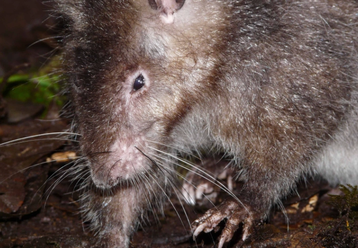 rarest rat in the world rarest rat in the world