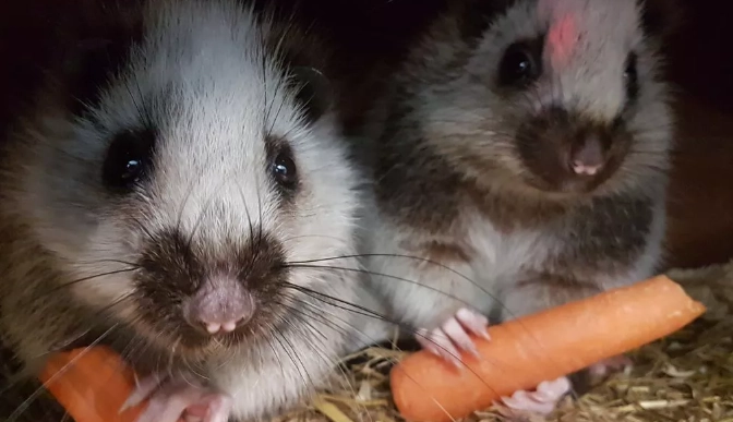 most endangered rat species most endangered rat species