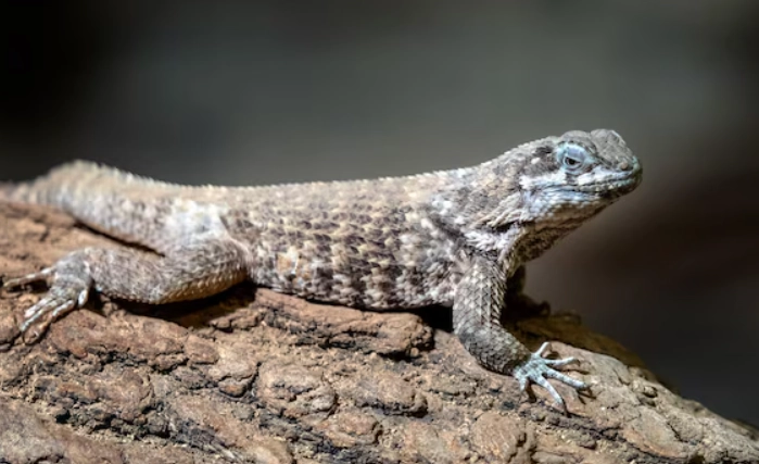 Blue spiny lizard care