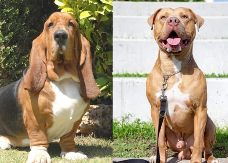 Basset Hound Pitbull Mix