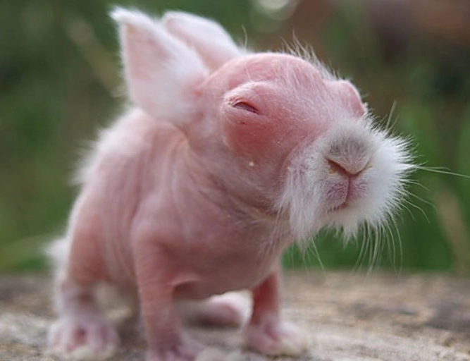 Hairless bunny care Hairless bunny care