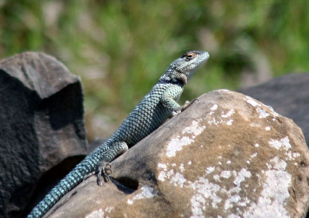 Blue spiny lizard habitat