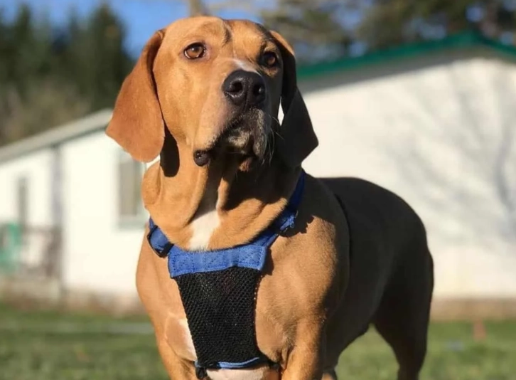 Basset Hound Pitbull Mix