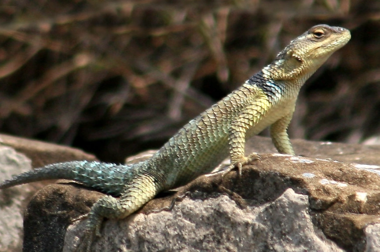 Blue spiny lizard