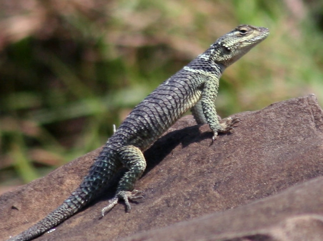 Sceloporus cyanogenys