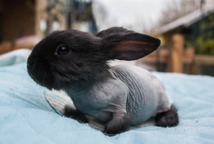 Hairless bunnies breeds