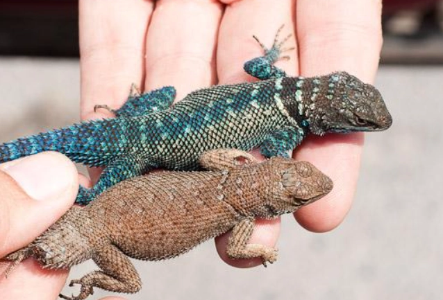 Sceloporus cyanogenys