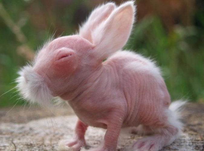 Hairless bunny care Hairless bunny care