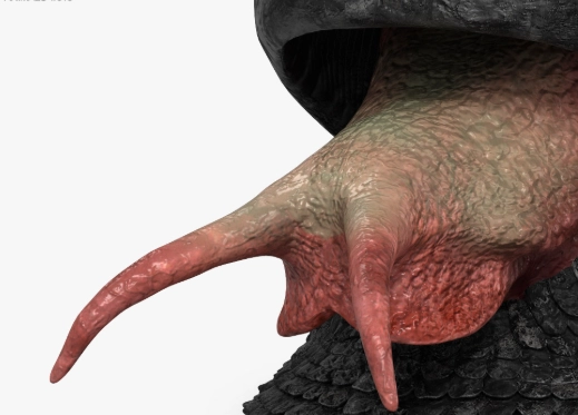 Chrysomallon squamiferum pet