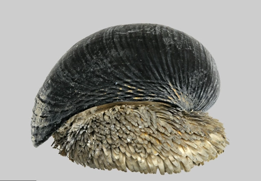 Scaly-foot snail life expectancy