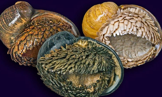 How long do iron snails live