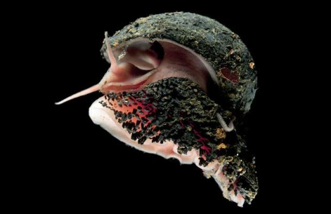 hydrothermal vent snail hydrothermal vent snail