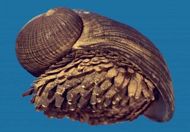 Scaly-foot snail life expectancy