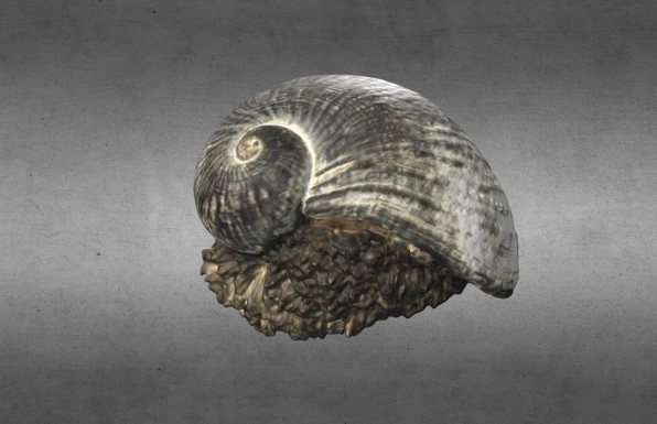 hydrothermal vent snail hydrothermal vent snail