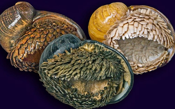 scaly-foot gastropod real scaly-foot gastropod real