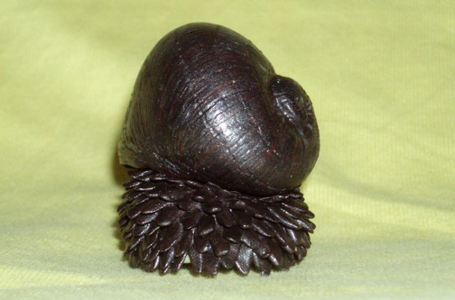 Chrysomallon squamiferum pet