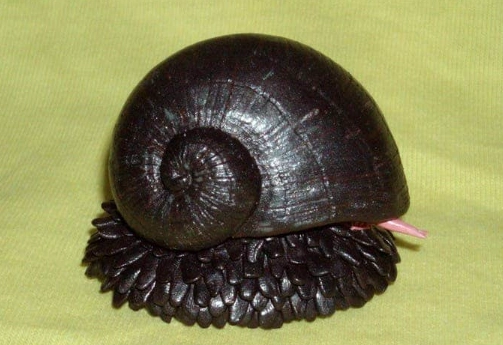 How long do iron snails live