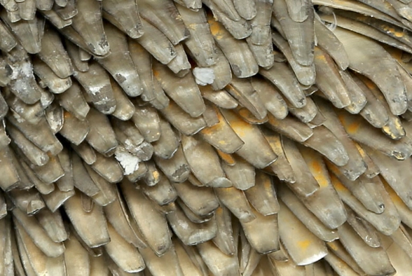 deep sea snail deep sea snail