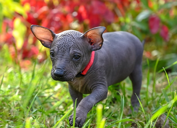 big hairless dog breeds big hairless dog breeds
