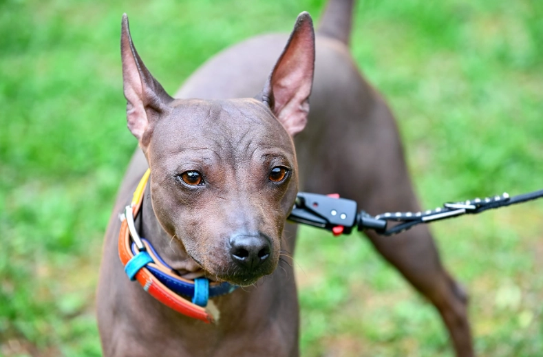 hairless dog breeds hairless dog breeds