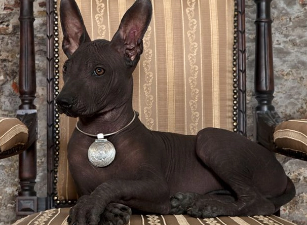 hairless dog breeds