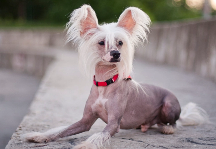 hypoallergenic dogs hypoallergenic dogs