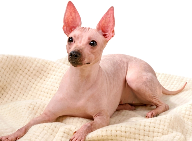 hairless dog breeds hairless dog breeds