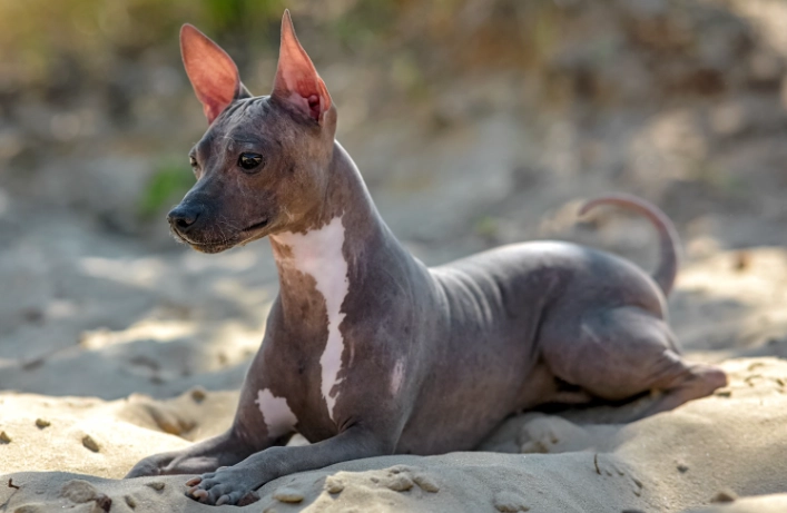 hairless dog breeds large hairless dog breeds large
