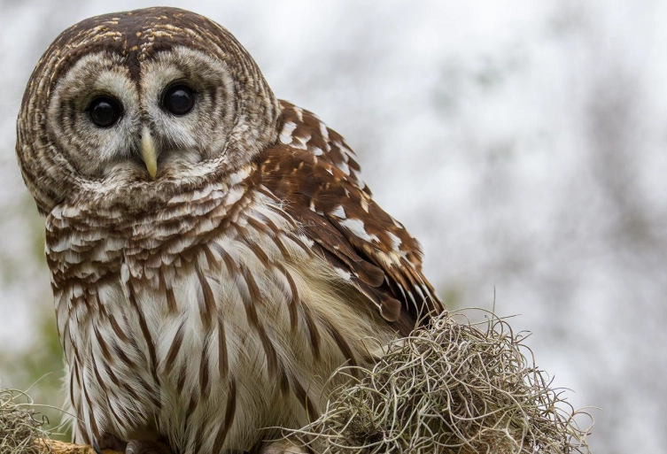 creepy facts about owls