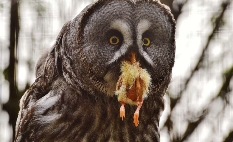 creepy facts about owls