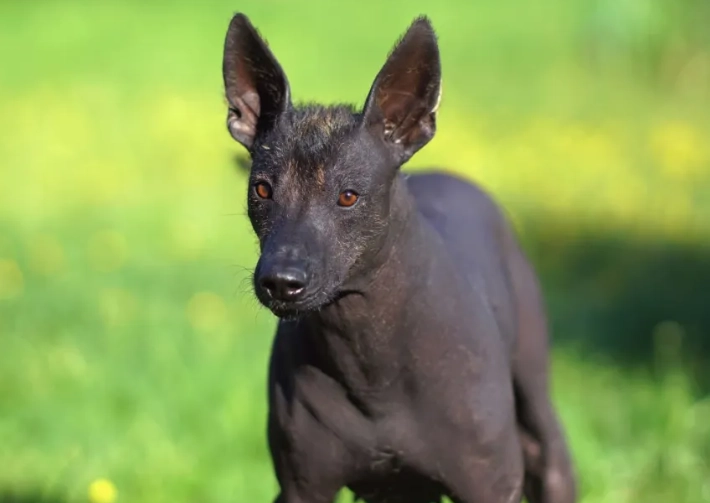 Egyptian hairless dog care