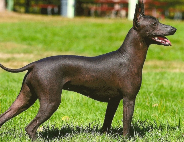 Xoloitzcuintli care Xoloitzcuintli care