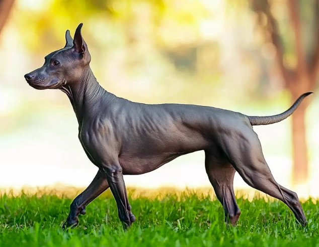 Xoloitzcuintli vs Egyptian hairless
