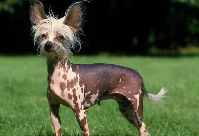 small hairless dog breeds small hairless dog breeds