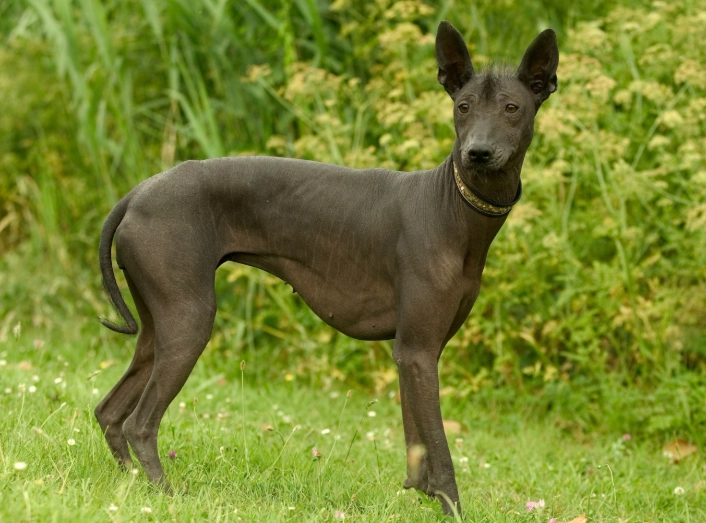 hypoallergenic dog breeds hypoallergenic dog breeds