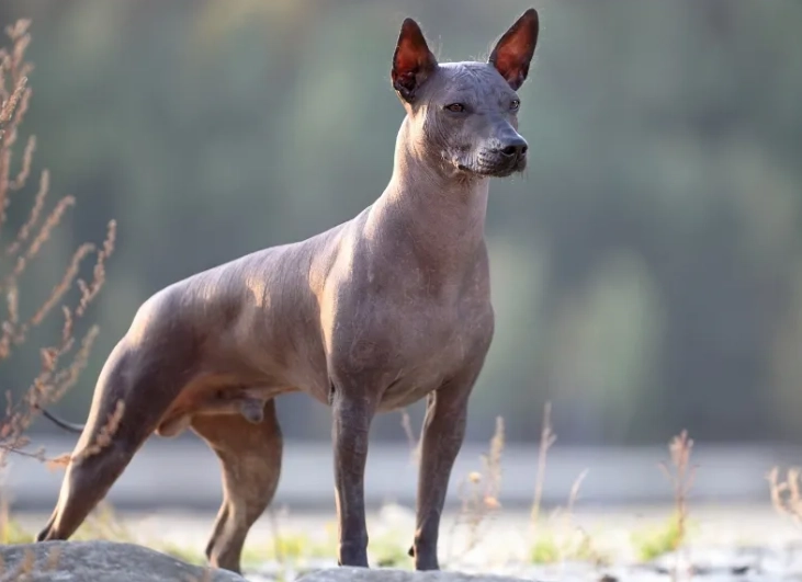 hairless dog hairless dog