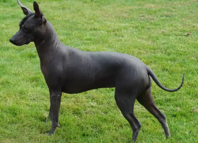 hypoallergenic dog breeds hypoallergenic dog breeds