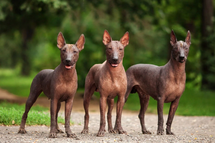 hairless dog breeds
