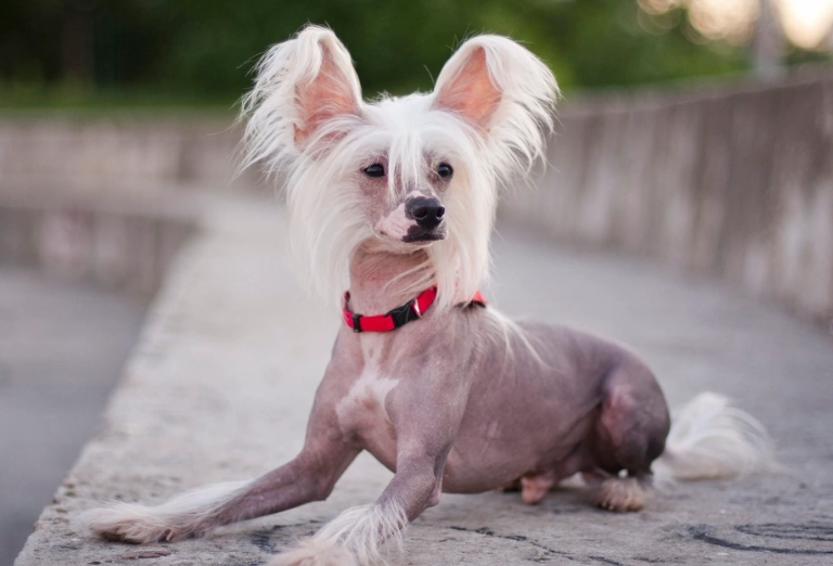 hairless dog breeds large hairless dog breeds large