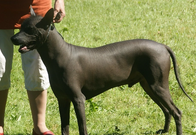 naked dog breeds naked dog breeds