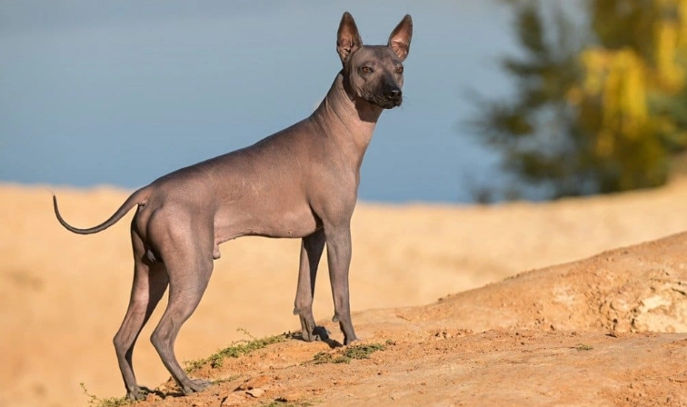 big hairless dog breeds big hairless dog breeds