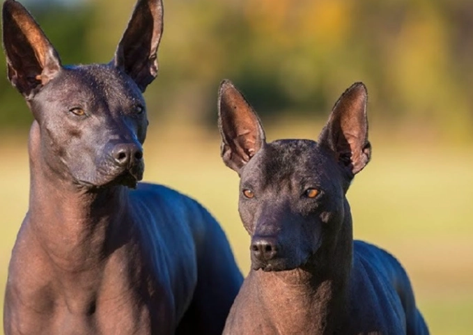 Xoloitzcuintli care Xoloitzcuintli care