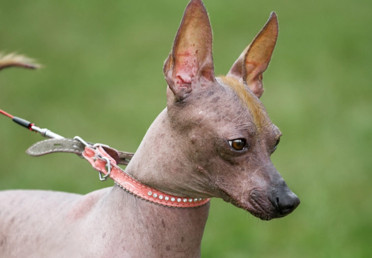 naked dog breeds naked dog breeds