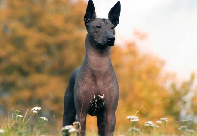Egyptian hairless dog care