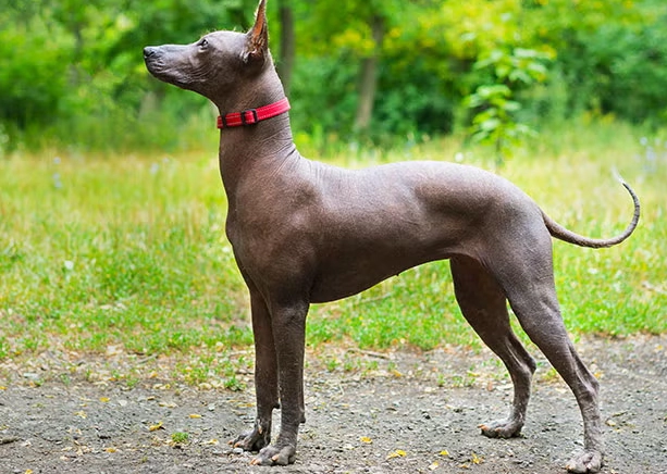 hairless dog care hairless dog care