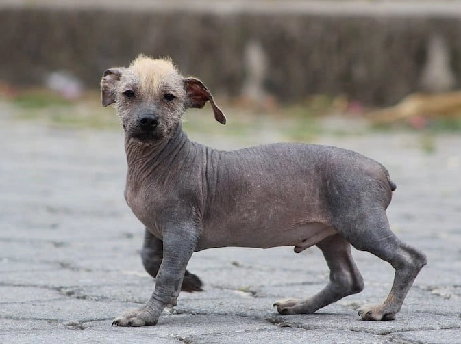 hairless dog care hairless dog care
