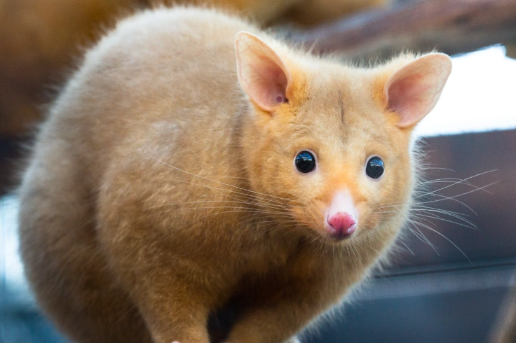rare golden possum